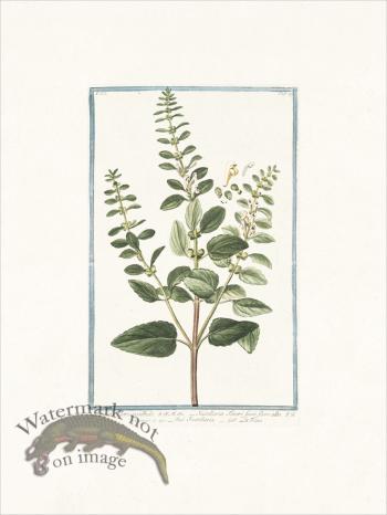 Bonelli 229 Skullcap